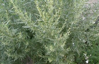 Wormwood per pulire il corpo dei parassiti